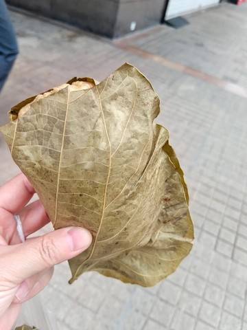 IMG_4307.jpeg